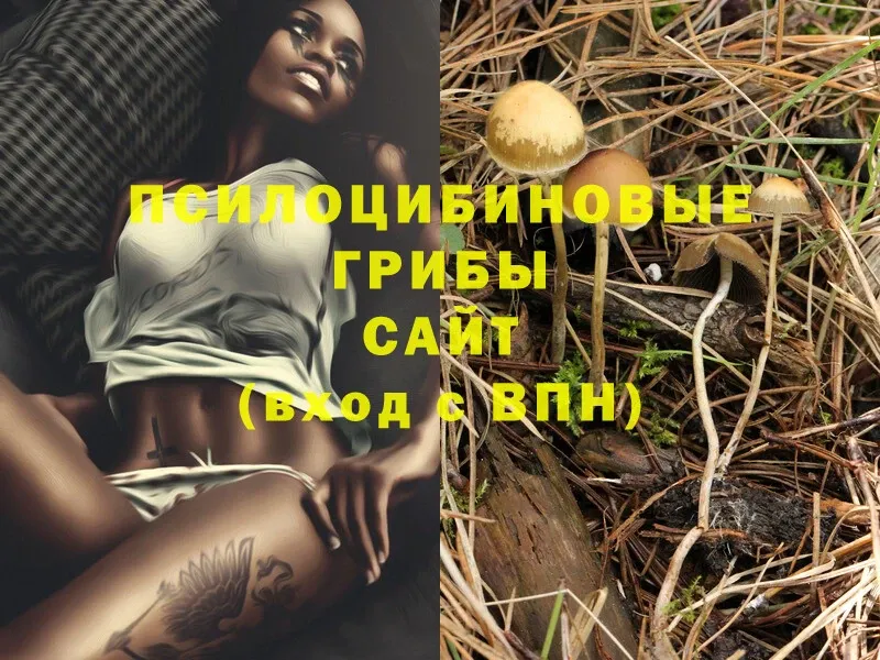 Галлюциногенные грибы Psilocybine cubensis  Княгинино 